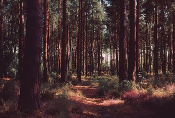 Naklejka premium Pine Forest Trail - Dense Forest Landscape in Warm Light