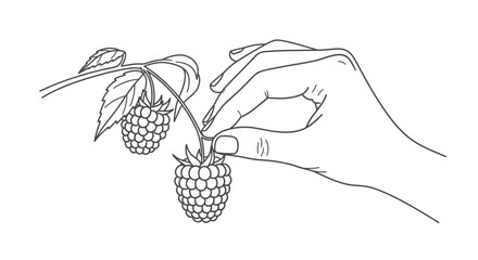 hand picking fresh raspberries from the branch, line art illustration, garden harvest