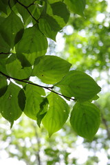 夏の日差しをたっぷりと浴びて輝くヤマボウシの葉。瑞々しい緑が森の夏を象徴しています。