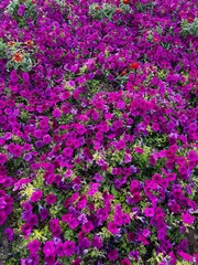 pink flowers in the garden