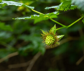 Not quite ripe salmonberry