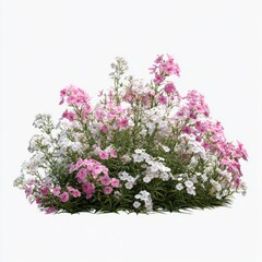 Pink and white flowers in a lush, full cluster