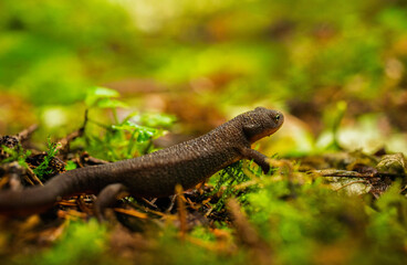 Salamander in the forest