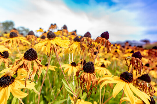 Yellow and orange sunflowers under a bright blue sky