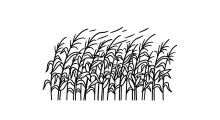 handdrawn corn stalks, maize field, windy day, nature illustration, agricultural theme,