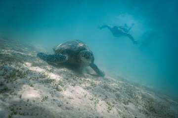 Naklejka premium snorkeling with wild Hawaiian Green Sea Turtles off the shore in Waikiki