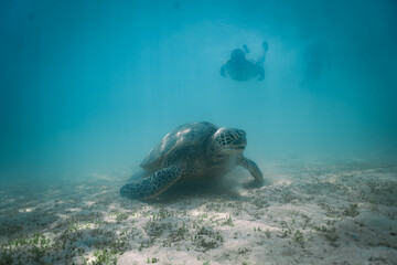 Fototapeta premium snorkeling with wild Hawaiian Green Sea Turtles off the shore in Waikiki