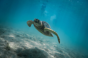 Naklejka premium snorkeling with wild Hawaiian Green Sea Turtles off the shore in Waikiki