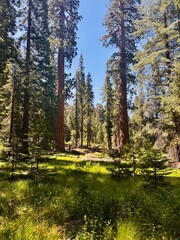 Sunlight filters through towering sequoia trees in a lush green forest, casting dappled shadows on the grassy floor