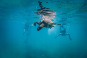 Obraz premium snorkeling with wild Hawaiian Green Sea Turtles off the shore in Waikiki