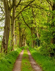 Fototapeta premium Lush springtime woodland path