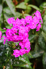 Phlox flowering