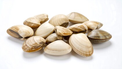 Fresh clams on white background