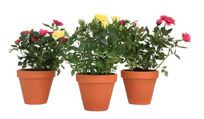 Beautiful potted rose flowers isolated on white