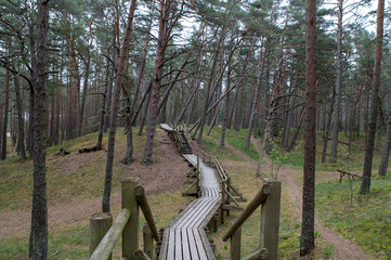 Panoramic View of Pine Forest with Wooden Boardwalk in Northern Europe