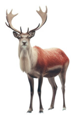 Fototapeta premium PNG Wildlife animal mammal antler.