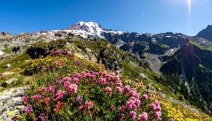 Obraz premium Mountain flowers in vibrant bloom