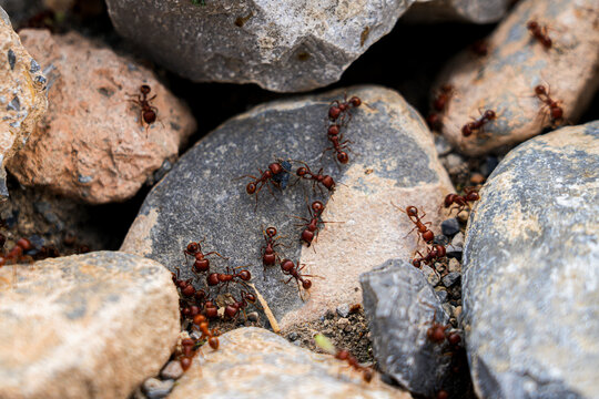 close up of a hot stone with ants