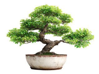Classic Bonsai Tree in Glazed Ceramic Pot with Fine Branch Detail on Transparent Background