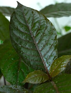 Daun ungu, purple leaves, Graptophyllum pictum , Black adulsa, handeleum growth in the garden. It is a herbal medicine for treat hemorrhoids