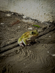 Frog in the concrete jungle