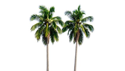Tropical paradise: two coconut palm trees against pure white background