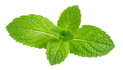 Fresh mint leaves close-up (1)