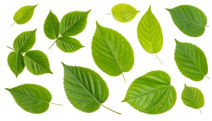 Collection of vibrant green leaves