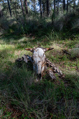 Cow skull and spine lying in the forest grass