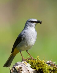 Obraz premium Gray bird with yellow tail perched on log
