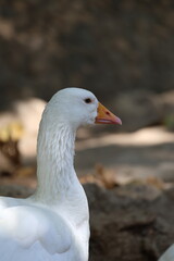 Goose bending neck. Park with geese. High quality photo