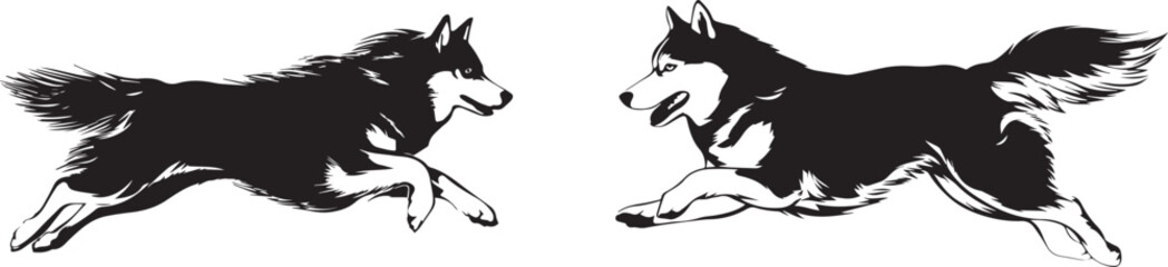 Vector graphic of two running huskies illustration for graphic design projects © Nazia