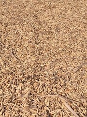 wheat grain background