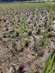 field of onions