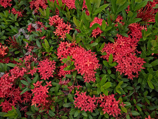 vibrant cluster of Ixora coccinea flowers, commonly known as Jungle Geranium, Flame of the Woods, or Jungle Flame. 
