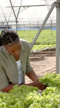 Vertical video: At start worker is bending over lettuce bench inspecting roots for crop health