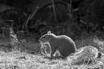 Foraging Eastern Grey Squirrel