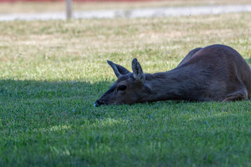 Columbian black-tailed deer, Washington State, USA
