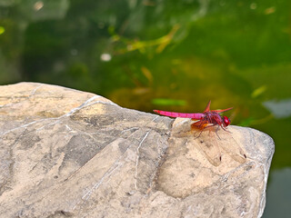 a red dragonfly rest on a rock on the edge of water