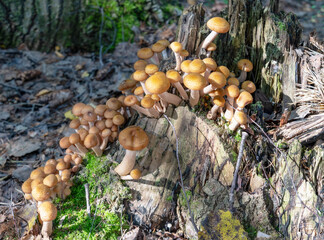 Honey mushrooms in the forest