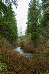 A river flows steadily through the dense forest in Silver Falls State Park, Oregon, USA.
