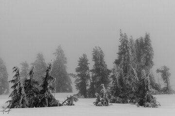 Winter landscape featuring evergreens with white-coated branches and a blanket of snow.