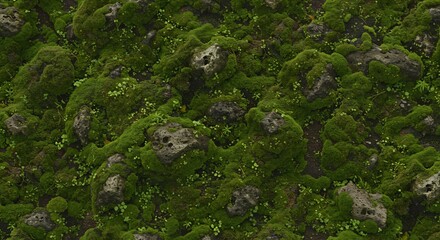 A closeup view of mosscovered rocks and small plants Green and brown textures dominate the surface
