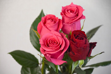 赤とピンクのばら