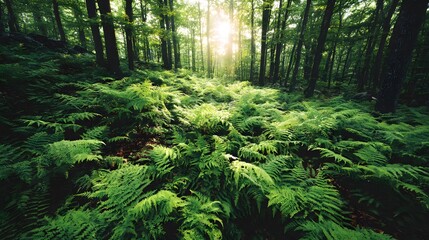 Fototapeta premium Lush green ferns blanket a sunlit forest floor, showcasing a tranquil and vibrant natural scene.