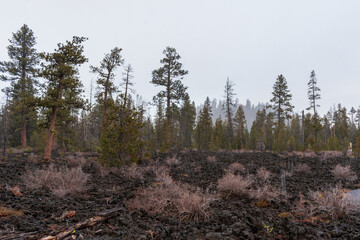 Snowfall Over Lava Cast Forest Trail, Newberry National Volcanic Monument, Oregon, USA