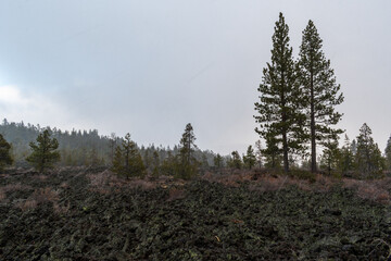 Snowfall Over Lava Cast Forest Trail, Newberry National Volcanic Monument, Oregon, USA
