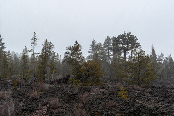 Snowfall Over Lava Cast Forest Trail, Newberry National Volcanic Monument, Oregon, USA