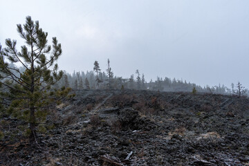 Snowfall Over Lava Cast Forest Trail, Newberry National Volcanic Monument, Oregon, USA