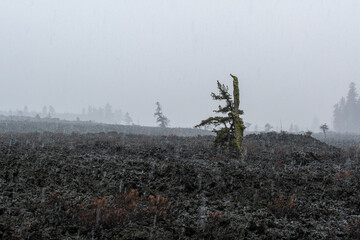 Snowfall Over Lava Cast Forest Trail, Newberry National Volcanic Monument, Oregon, USA
